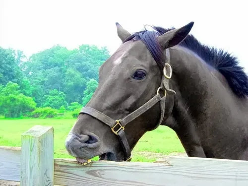 Il Tic D'appoggio nel cavallo: Stress, noia e come trattarli