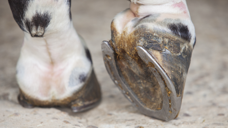 Dolore Zoccolo e Zoppia nel cavallo: NAVICOLITE o SINDROME NAVICOLARE