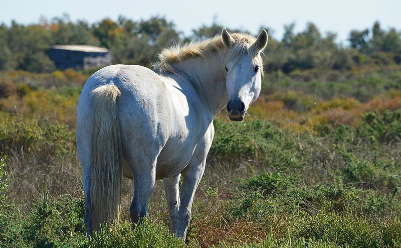 Melanoma nel Cavallo Grigio: Sintomi, Trattamenti e Cura