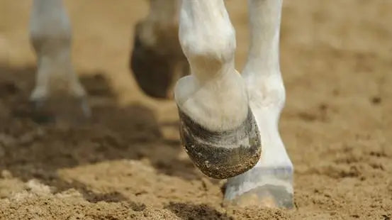 🐴 Formelle nel Cavallo: Cosa Sono, Perché Si Formano e Come Gestirle