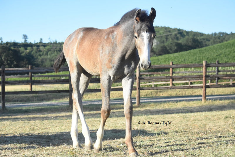 Le Schinelle nel cavallo - Cosa Sono?