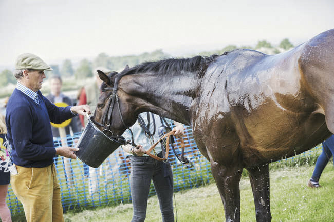 L’importanza degli elettroliti nel cavallo sportivo