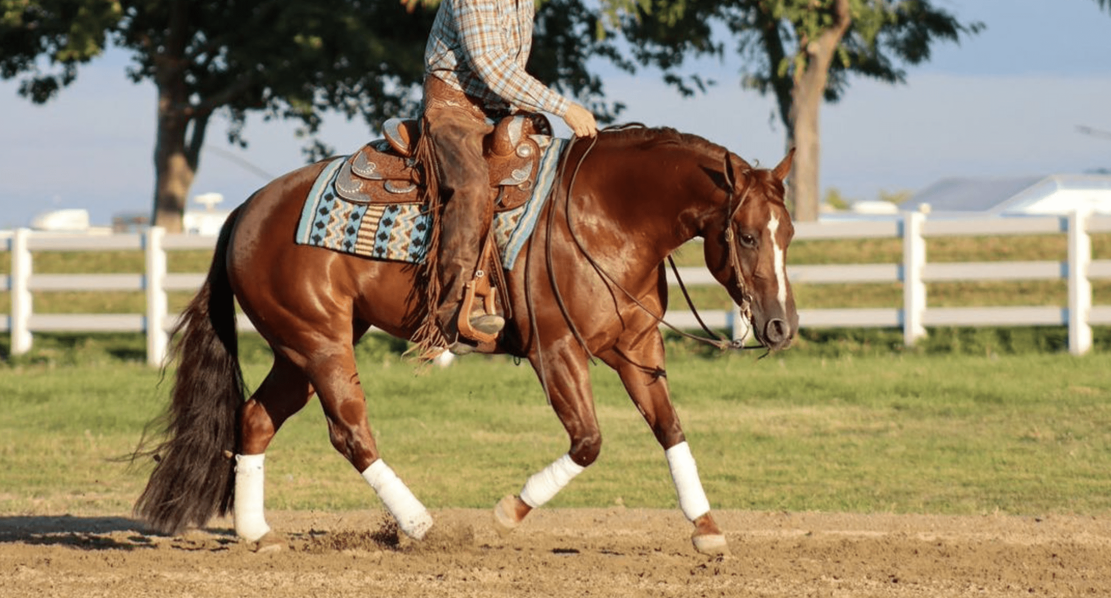 *Briglie & Accessori* (Western)