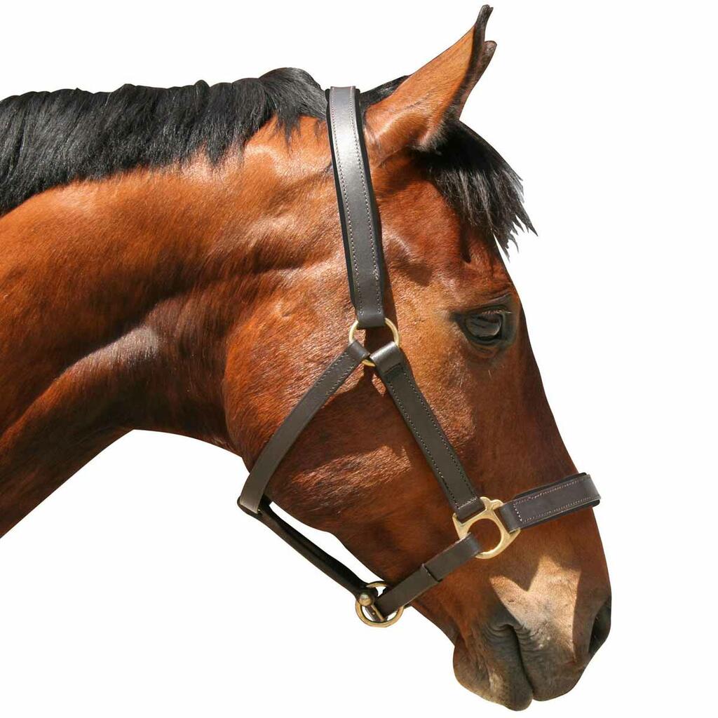 Capezze / Cavezze – Equivalence